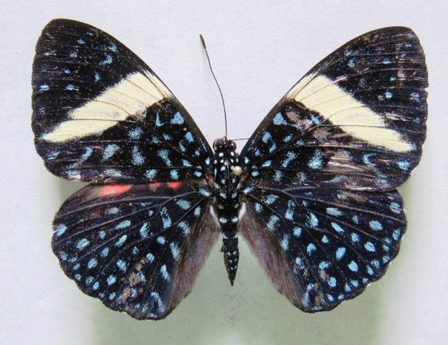 Plantación forestal es MLR es hogar de al menos 72 especies de mariposas