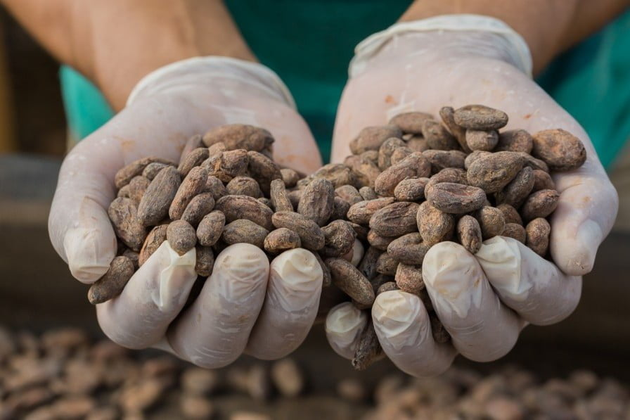 MLR Forestal participa en Estrategia Regional de Cacao como principal empresa agroforestal del Caribe Norte de Nicaragua