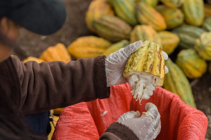 El proceso de producción de cacao en MLR Forestal es riguroso para garantiazar la calidad