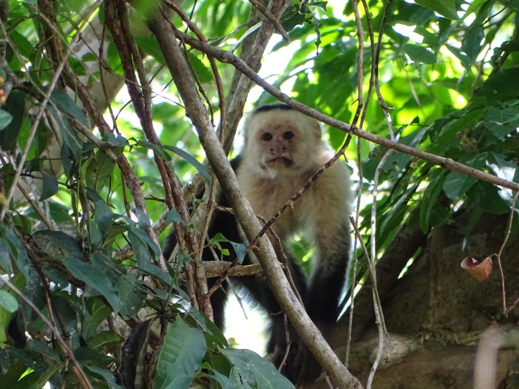 The white-faced monkey is an omnivorous species, that is, it feeds on shoots of young leaves, fruits, some vegetables, insects, bird eggs and even small lizards and other small vertebrates. 