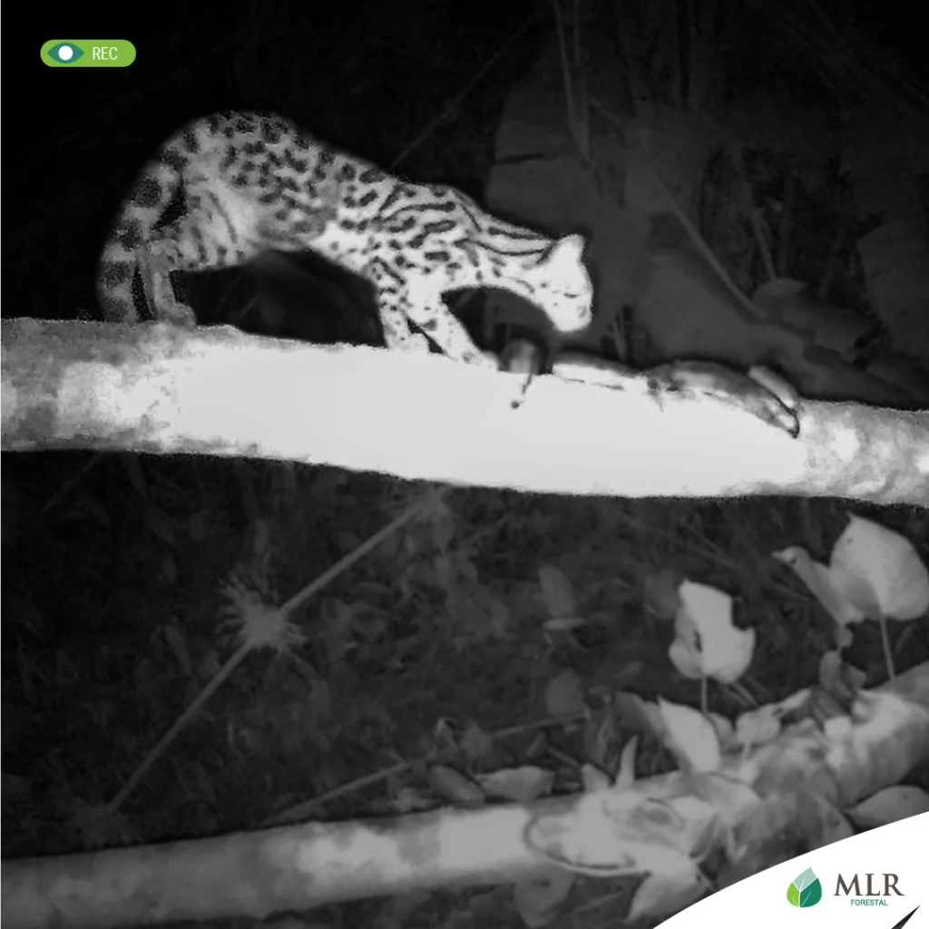 Las cámaras ubicadas en la finca Matis captaron un tigrillo, que es una especie importante para determinar la calidad de un hábitat.