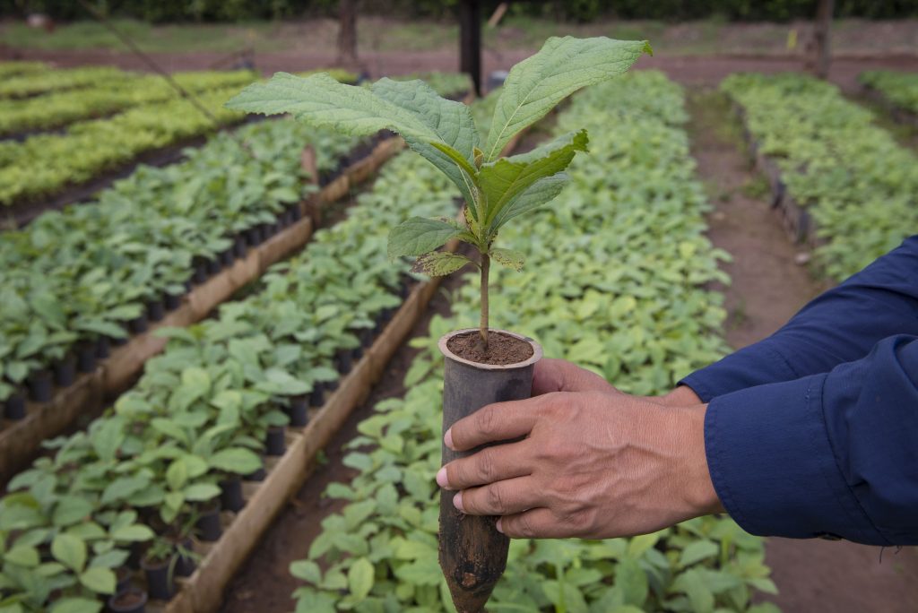 Nurseries MLR Forestal