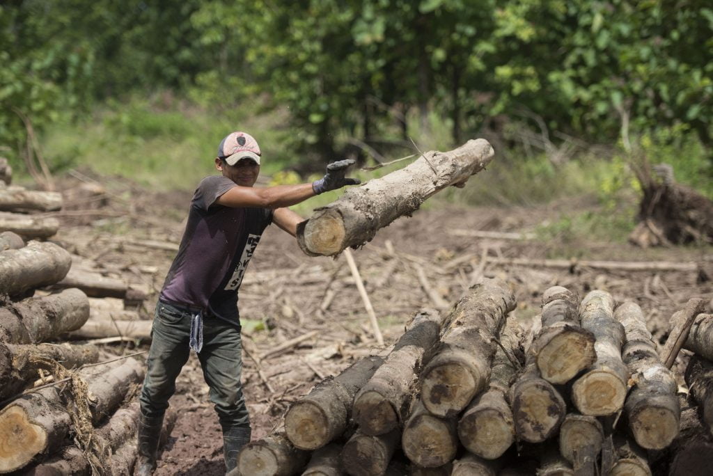 Felled trees MLR Forestal