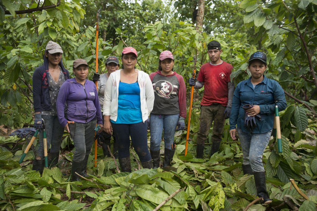 cuadrillas mixtas cacao MLR Forestal