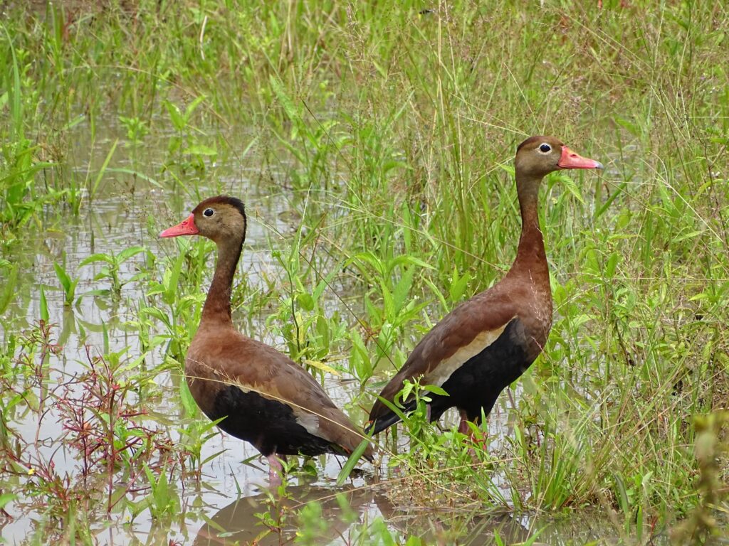 Los humedales son tan importantes que, sin su existencia, las aves que migran del norte hacia el sur huyendo del frío, morirían.