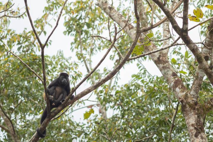 In MLR Forestal, in addition to teak trees, there is a wide variety of fruit trees that provide food and shelter for the monkeys.