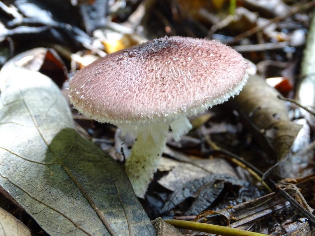 In MLR Forestal you can also find the lentinus crinitus, it belongs to the Polyporaceae family, it comes from the Greek words polis which means many and porus which means pores. This refers to the composition of the hymenium of the species, the hymenium is what is under the cap and is where they have the spore sacs.