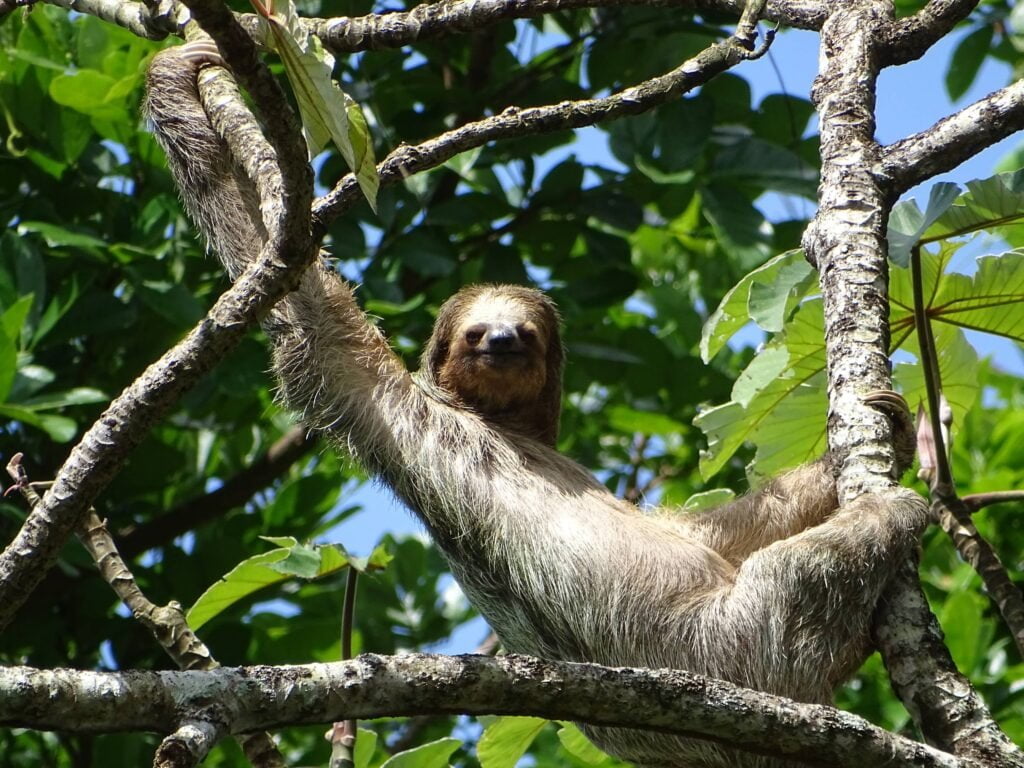 With the information obtained from the monitoring carried out, a Biodiversity Management Plan was developed. In the picture, the three-toed sloth.