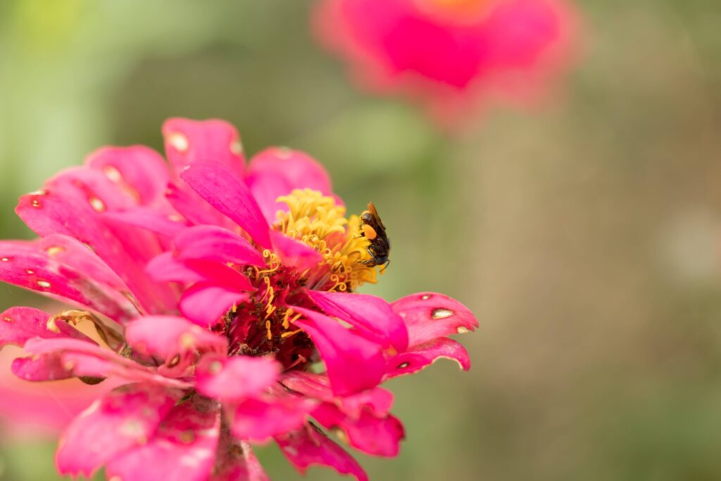 For this 20 May 2022, FAO is organizing a virtual event on the theme "Commitment to bees: rebuilding for the benefit of bees".