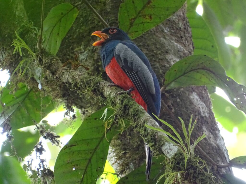 En la imagen, un Trogón Colinegro (Trogon massena), una de las especies de aves identificadas en las fincas y plantaciones de MLR Forestal.