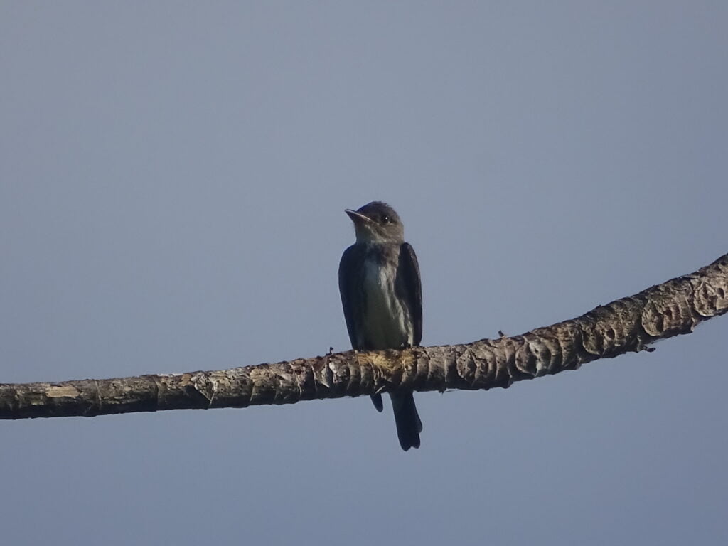 El Pibí Colicorto (Contopus cooperi) observado en MLR Forestal es una especie de ave migratoria de paso que viaja desde Norteamérica. De acuerdo a la UICN (Unión Internacional para la Conservación de la Naturaleza) la especie ha sufrido un declive moderadamente rápido y, por lo tanto, califica como Casi Amenazada.