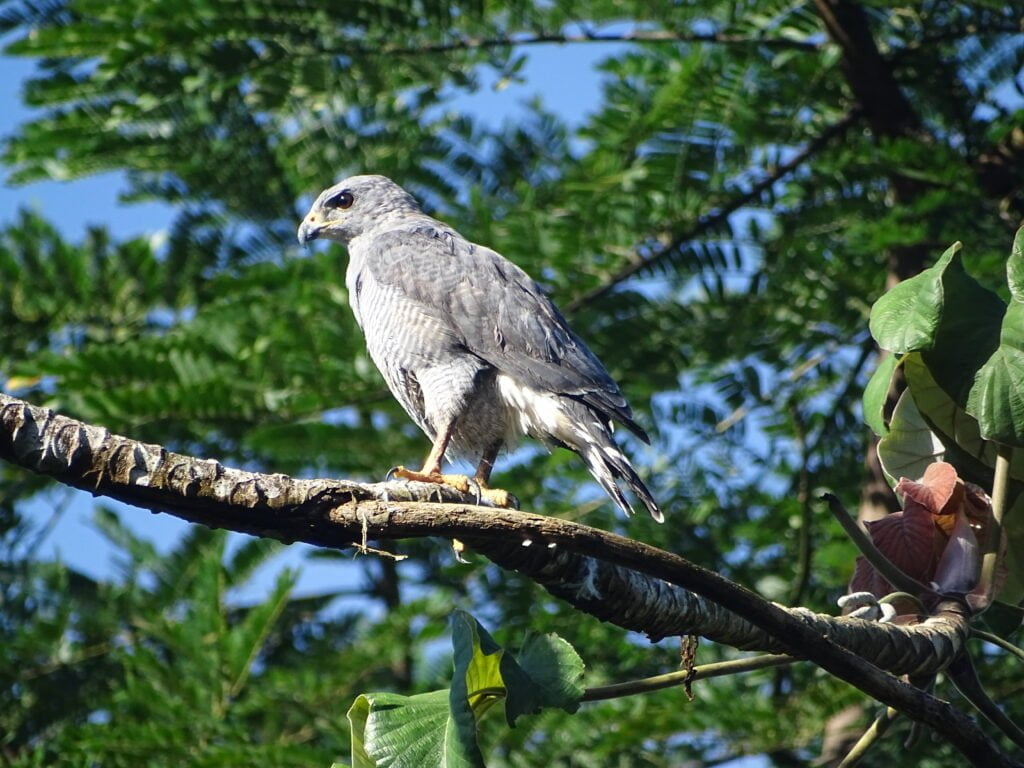 Buteo nitidus, una de las especies contadas durante el CBC en MLR Forestal.