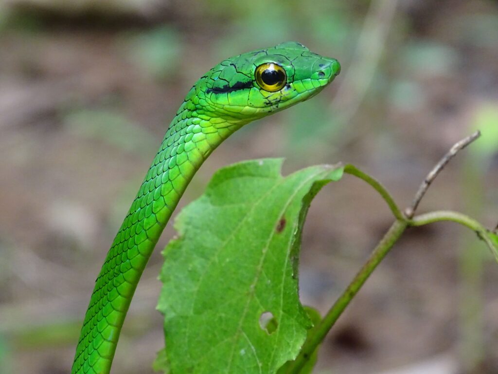 MLR Forestal tiene un programa de investigación de biodiversidad y monitoreo permanente de especies. En la imagen, una bejuquilla verde cabeza chica.