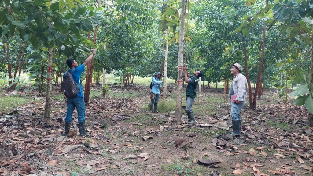 La evaluación de las plantaciones de teca de Fundatec se llevó a cabo en diciembre de 2022.