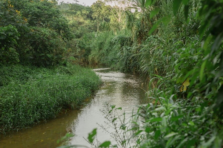 En MLR Forestal una buena parte de los reductos de bosques ubicados en el área de trabajo se encuentran en las riberas de los ríos y arroyos locales, de manera que la red hídrica se convierte en las rutas de interconexión de mayor potencial para todas las áreas de bosques.