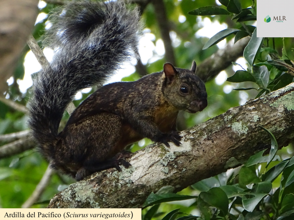 Las áreas de protección de MLR Forestal conservan más de 920 especies de flora y fauna silvestre.