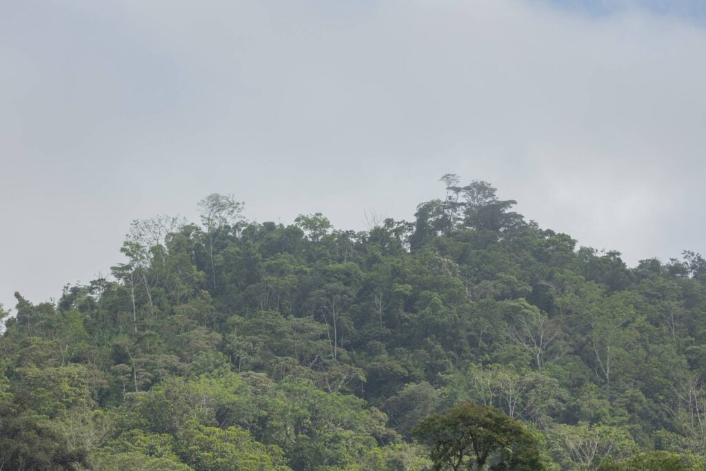 El proyecto de restauración ecológica de MLR Forestal tiene como meta reforestar con especies nativas 550 hectáreas, de las 1450.80 hectáreas que la empresa ha destinado a la conservación.