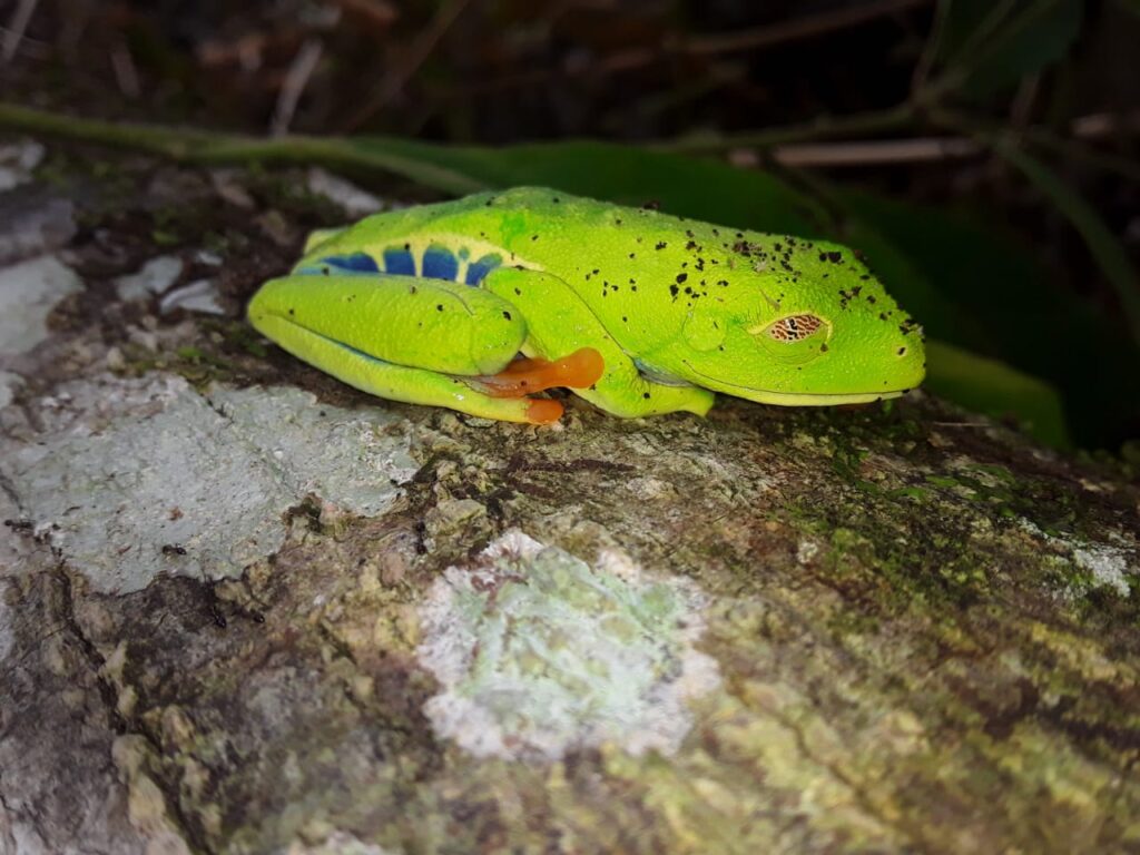 Las plantas sembradas en la restauración ecológica servirán para atraer especies de la biodiversidad, incluyendo invertebrados terrestres, insectos, anfibios, reptiles, aves y mamíferos. En la imagen, una rana verde de ojos rojos en los terrenos de MLR Forestal.