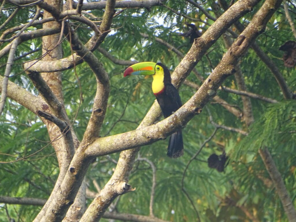 Durante el Global Big Day en MLR Forestal se observaron especies como las chachalacas, loras, pericos y tucanes como el de la imagen.