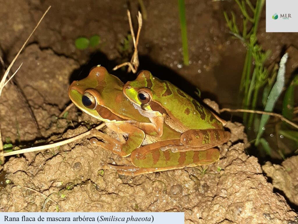 Según la ONU la biodiversidad es la amplia variedad de plantas, animales y microorganismos existentes, pero también incluye las diferencias genéticas dentro de cada especie, por ejemplo, entre las variedades de cultivos y las razas de ganado, así como la variedad de ecosistemas.