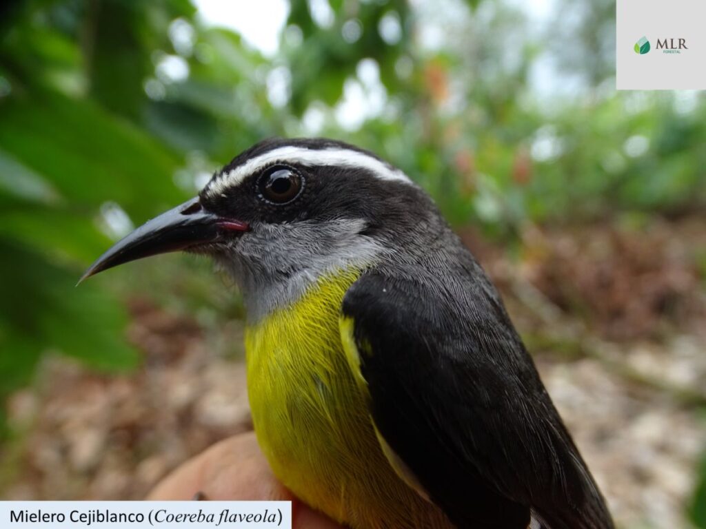 The identification and the protection of the birds that take refuge in, or pass through MLR Forestal's plantations are important tasks for the company.