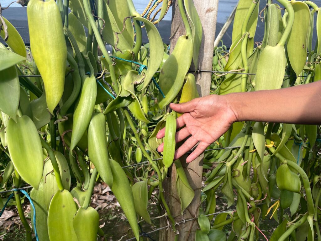 El primer fruto de vainilla obtenido en MLR Forestal. De largo los frutos llegan a medir entre 12 y 15 centímetros.