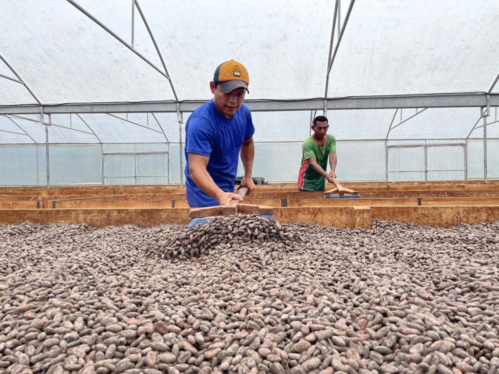 El cacao de MLR Forestal cuenta con la certificación Rainforest Alliance desde 2017, que avala el manejo sostenible e integral de la producción en todas sus etapas.