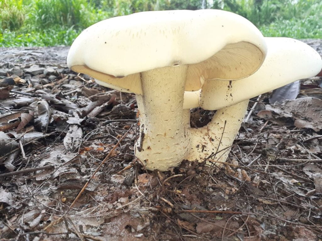 El Macrocybe titans (Hongo Gigante) es una especie comestible y fue localizada en la finca Danlí.