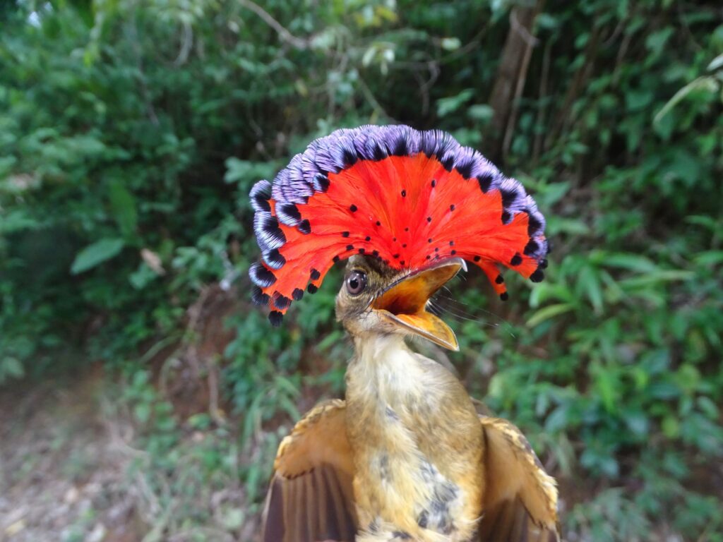 Un ejemplar de mosquero real tropical, ave residente de las fincas de MLR Forestal, capturado durante el monitoreo de la estación MoSI. Todas las aves eran liberadas después de ser identificadas, medidas y pesadas.