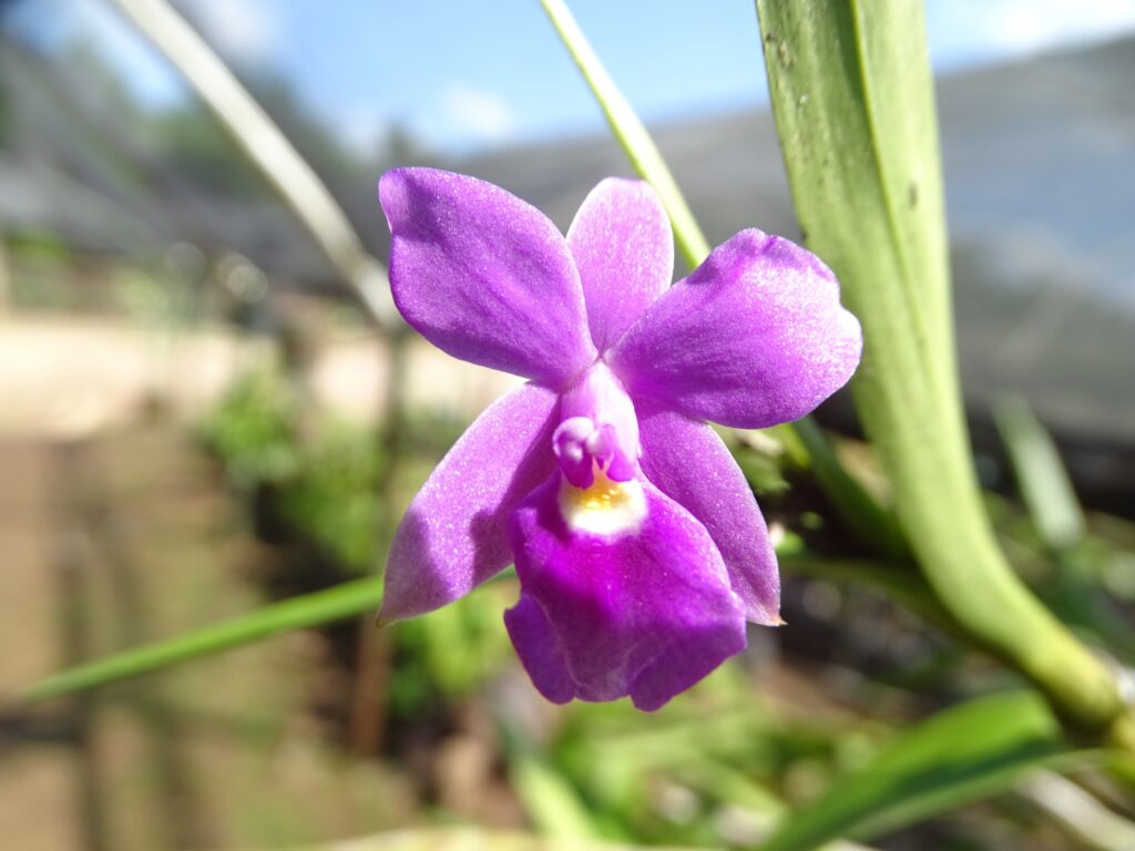 Un ejemplar de la llamada orquídea de la prosperidad (Dimerandra emarginata) en el orquideario de MLR Forestal.