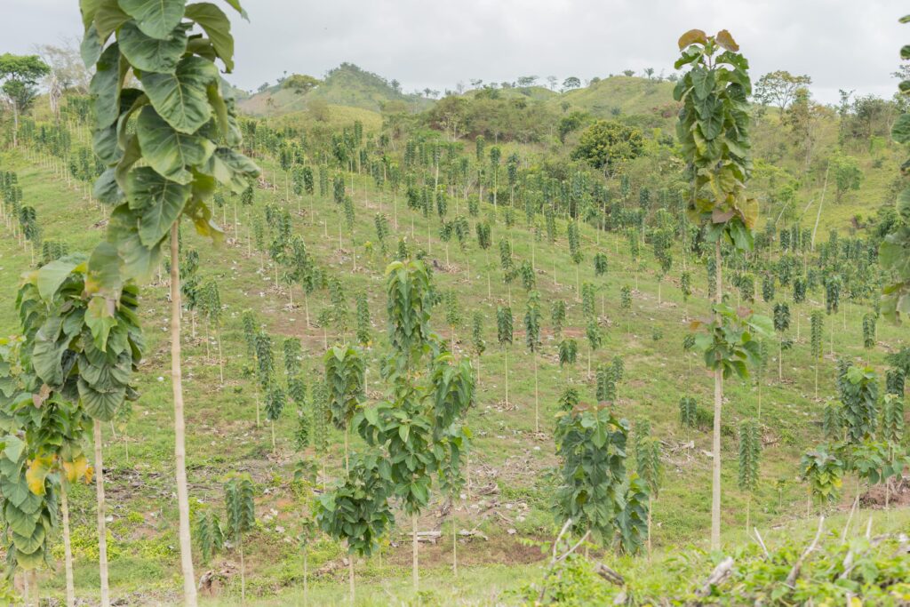 Plantación de teca joven de MLR Forestal.