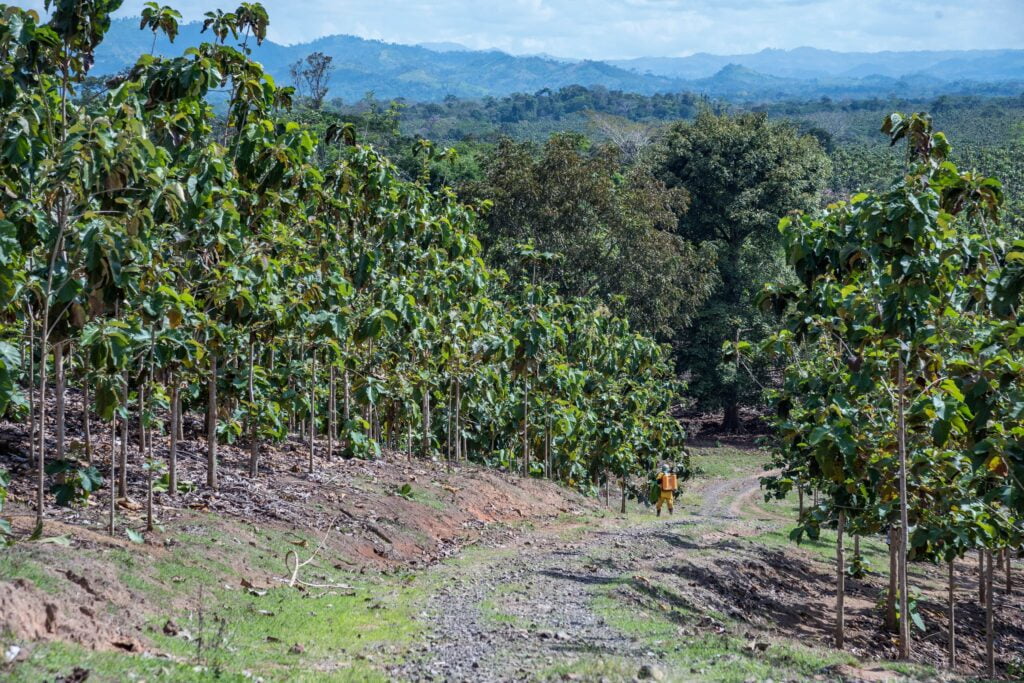 Plantaciones de teca de MLR Forestal en Siuna, Caribe Norte de Nicaragua.