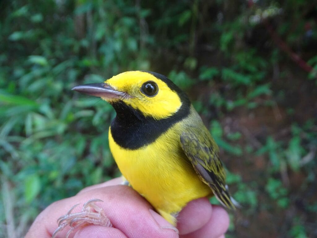 El ejemplar de Setophaga citrina que fue recapturado en la Reserva Silvestre Privada Finca Matiz, propiedad de MLR Forestal.