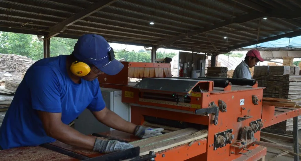 La Industria de MLR Forestal procesa madera extraída de las plantaciones forestales que ha establecido desde 2013 en áreas degradadas en la zona del Caribe Norte.