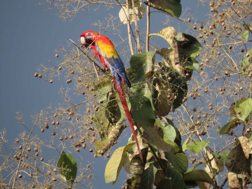 Lapa Roja (Ara macao) avistada en la finca El Chingo, Bonanza, alimentándose de semillas de teca.