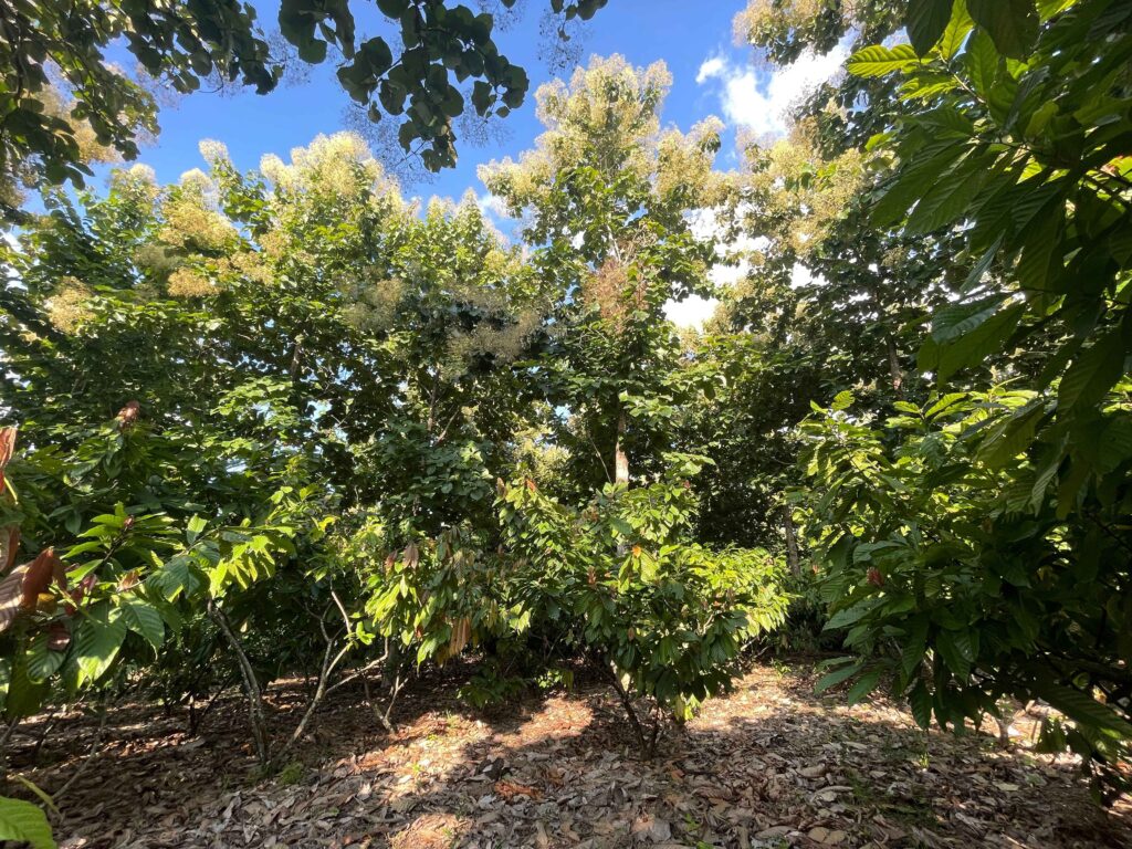 MLR Forestal suma la certificación VCS a la Forest Stewardship Council que certifica plantaciones forestales y al sello de Rainforest Alliance que certifica las buenas prácticas en la producción de cacao.