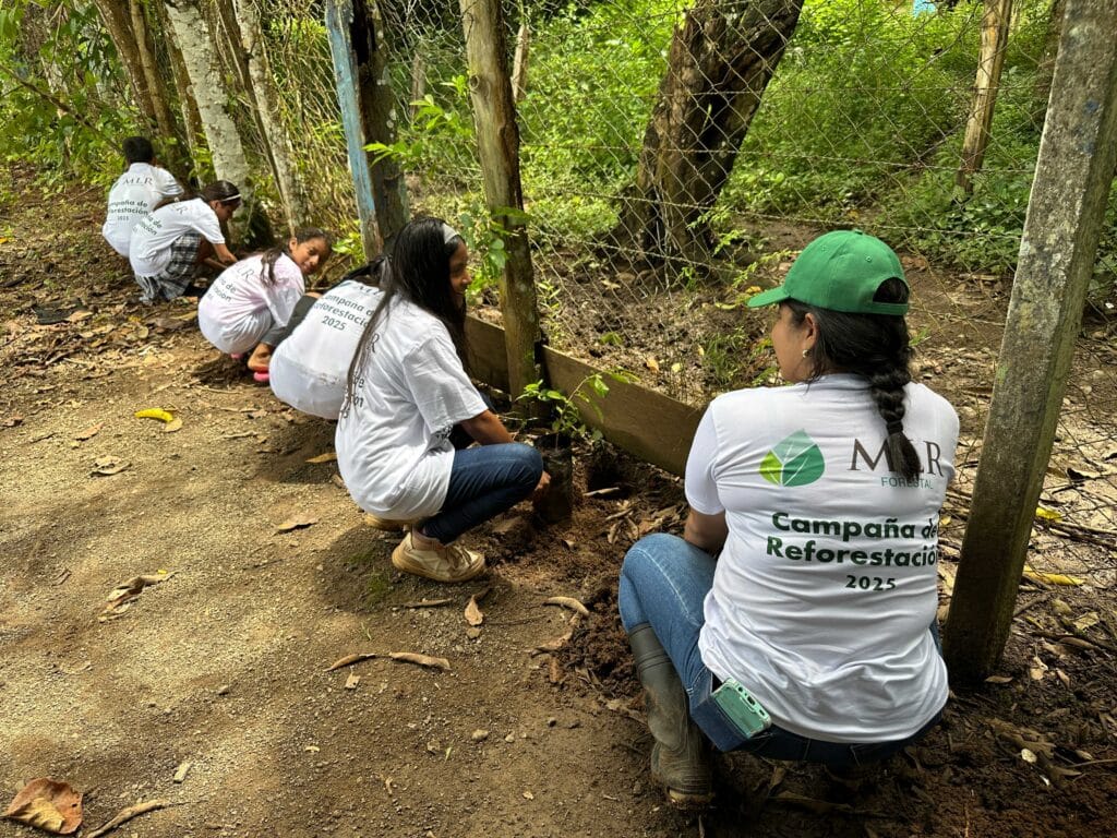 Reforest MLR 2