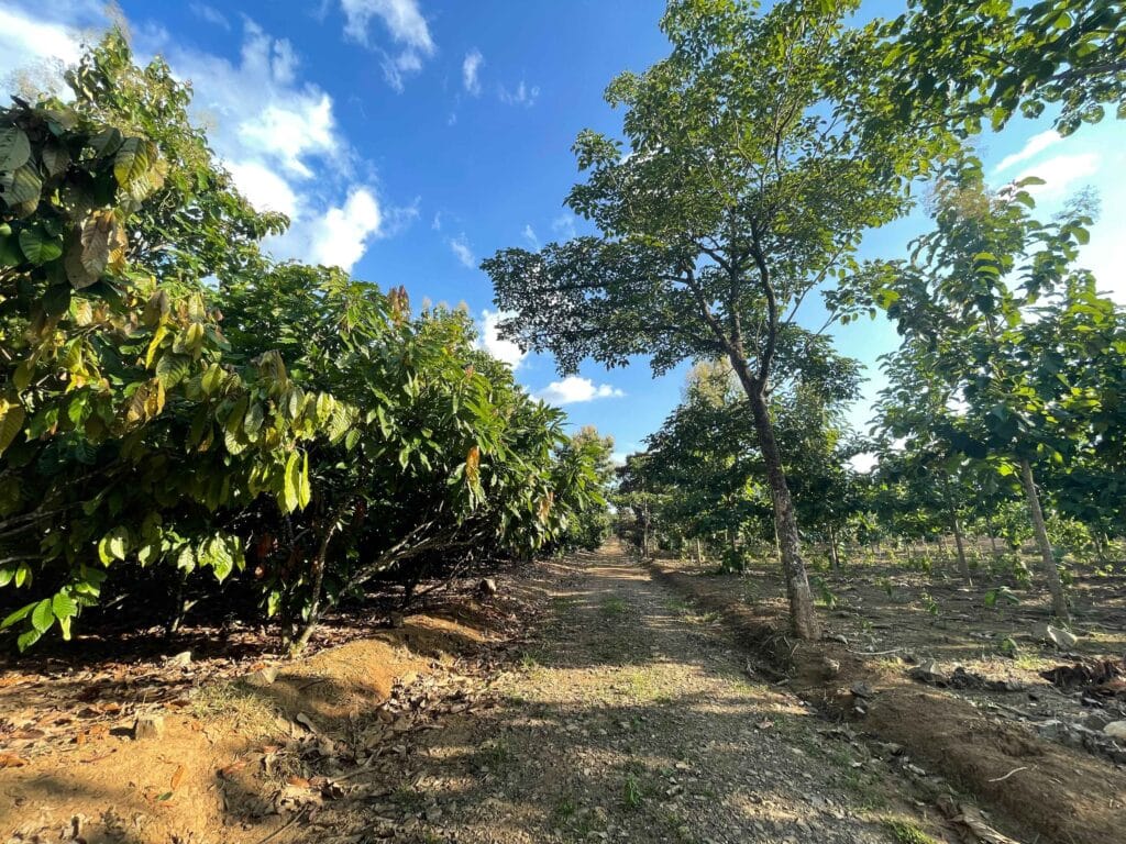Los suelos de MLR Forestal son clave para el óptimo desarrollo de la teca y el cacao.