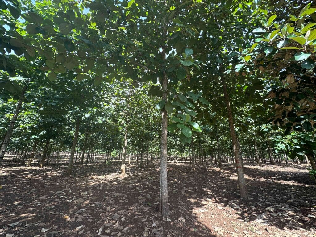 La plantaciones de MLR Forestal están en el Caribe Norte de Nicaragua.