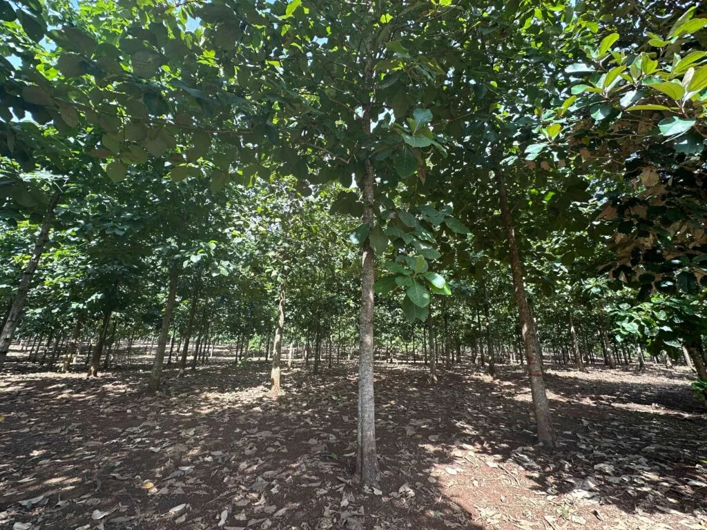 La plantaciones de MLR Forestal están en el Caribe Norte de Nicaragua.