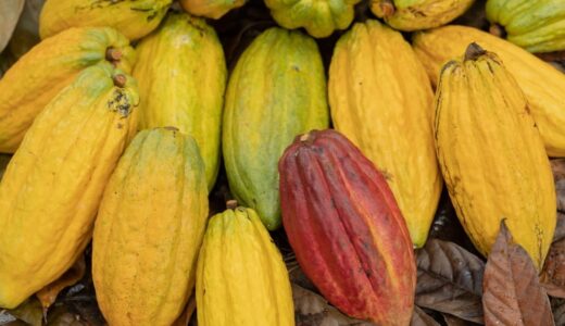 En la actualidad en tierras de MLR Forestal hay plantadas 1,239 hectáreas de cacao con sombra de teca.