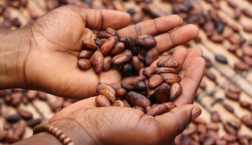 MLR Forestal es una de las empresas nicaragüenses que produce cacao fino y de aroma.