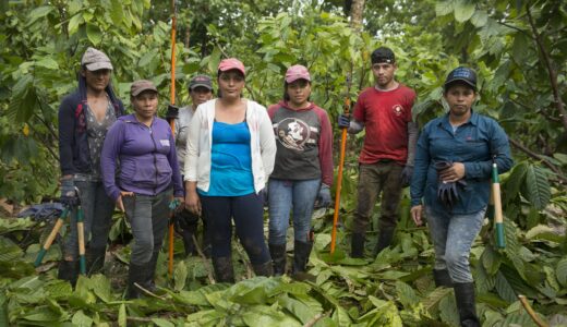 cuadrillas mixtas cacao MLR Forestal