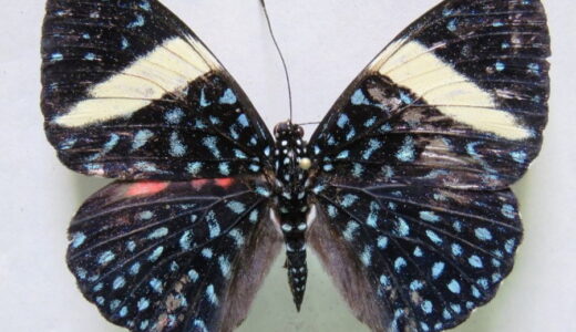Plantación forestal es MLR es hogar de al menos 72 especies de mariposas