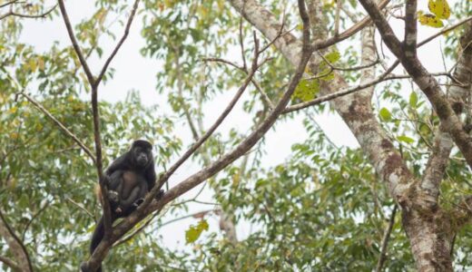 En MLR Forestal además de árboles de teca, hay una amplia variedad de árboles frutales que proveen de alimento y refugio para los monos.