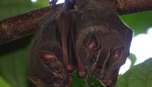 El Conteo Navideño de Murciélagos nació en 2012 como una iniciativa del Programa de Conservación de Murciélagos de Costa Rica y se realiza en campos, parques y zonas arqueológicas.