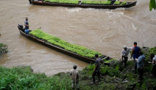 Plantas de MLR Forestal trasladadas sobre el río Prinzapolka hacia la finca Waylawas.