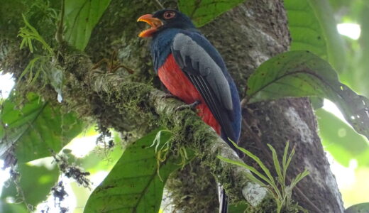 En la imagen, un Trogón Colinegro (Trogon massena), una de las especies de aves identificadas en las fincas y plantaciones de MLR Forestal.