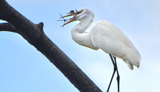 A white heron feeding on a jacana chick in an inland wetland at MLR Forestal's Waspado Farm during October Big Day 2023.