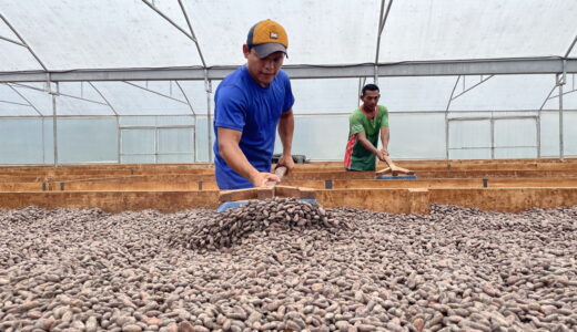 El cacao de MLR Forestal es certificado por Rain
